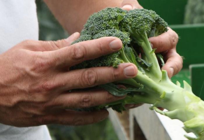 Mensch kontrolliert Brokkoli