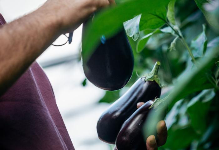 Person erntet Auberginen im Gewächshaus
