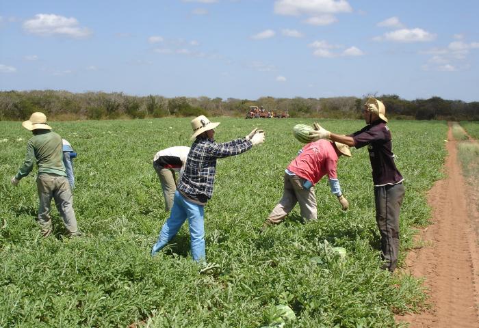 Melonenplantage in Brasilien. Arbeiter werfen sich geerntete Melonen zu.