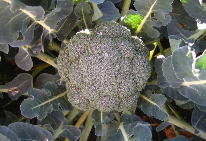Erntereifer Brokkoli auf dem Feld