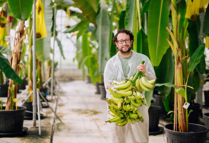 Dr. Fernando García-Bastidas, Leiter des Yelloway-Bananenzüchtungsprogramms, hält eine Bananenstaude. Im Hintergrund sind Bananenpflanzen zu sehen.