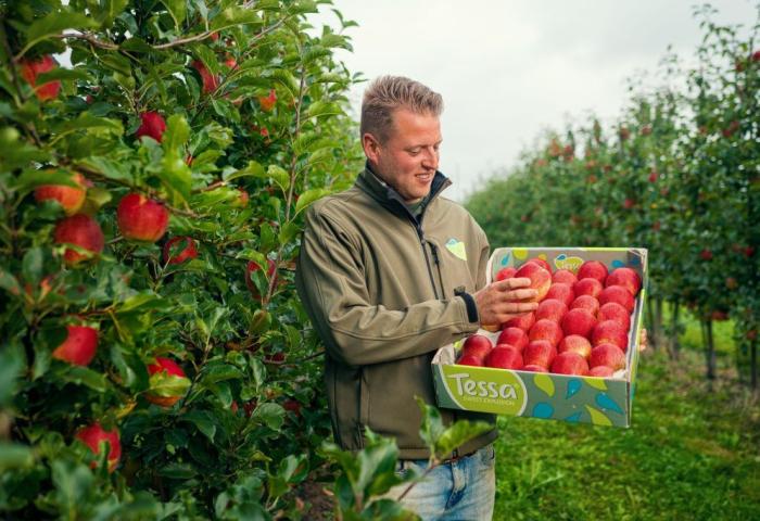 Ein Mann steht in einer Apfelplantage und hält eine Kiste voll mit Tessa-Äpfeln.