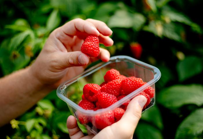 Die Himbeersorte RUBIN von Frutania