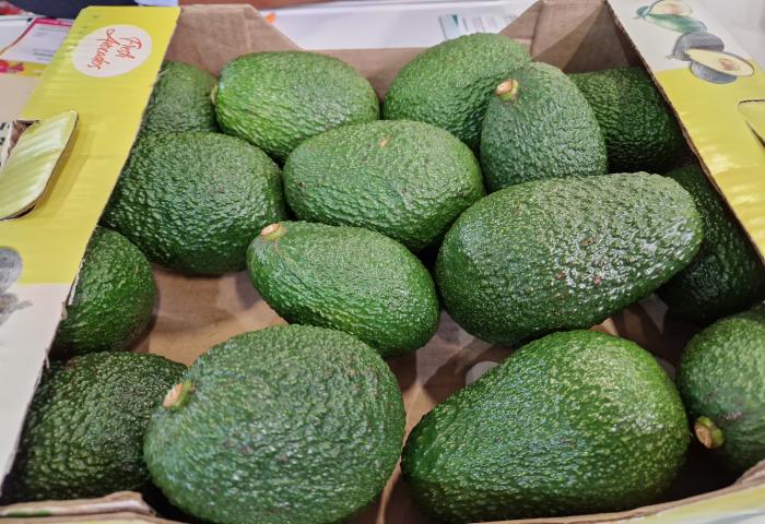 Avocados aus Südafrika in einer Kartonsteige.