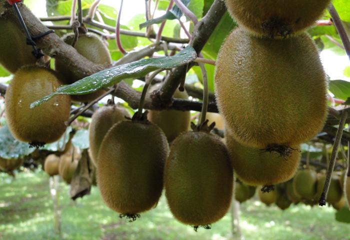Kiwis am Baum