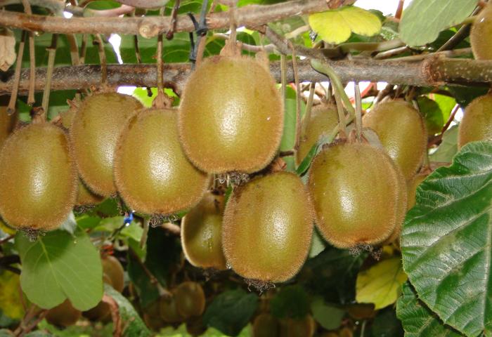 Kiwis am Baum