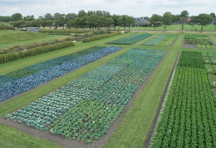 Testfeld mit biologischem Saatgut