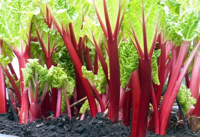 Rhabarber