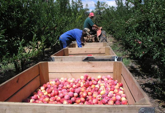 Nektarinenernte in Südafrika.