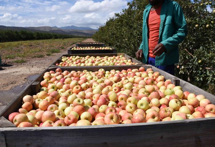 Äpfel in Holzkisten auf der Plantage