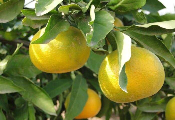 Mandarinen der Sorte Okitsu am Baum.