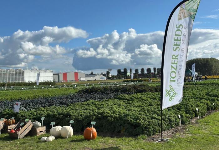 Ein kleines Gemüsefeld, daneben ein Wimpel mit dem Firmenlogo Tozer Seeds und Gemäuden im Hintergrund.