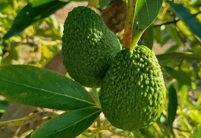 Avocados am Baum