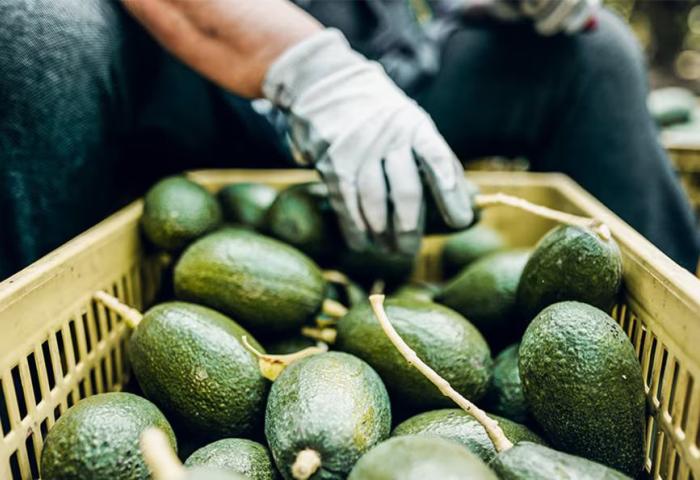 Mann sitzt vor Kiste mit Avocados