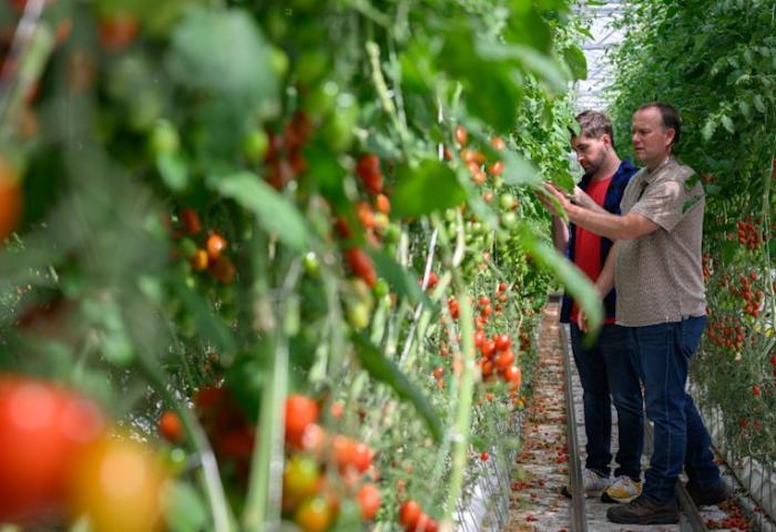 Forscher in Tomatenplantage