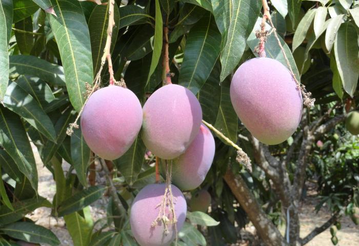 Mangos am Baum