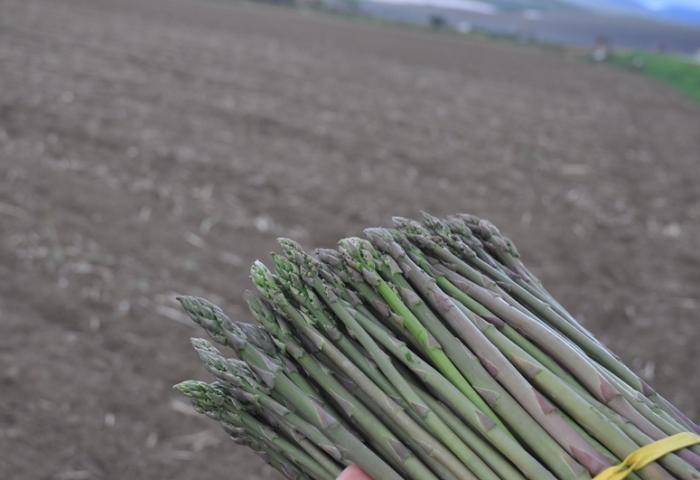 grüner Spargel auf dem Feld