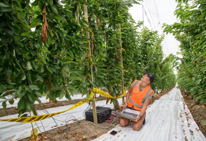 Claire Scofield hat bisher fast 4.000 Kirschen analysiert.