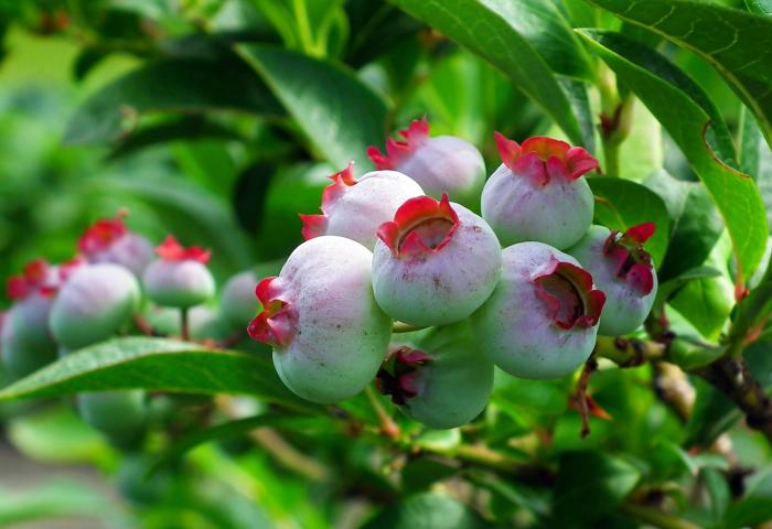 Heidelbeeren am Strauch