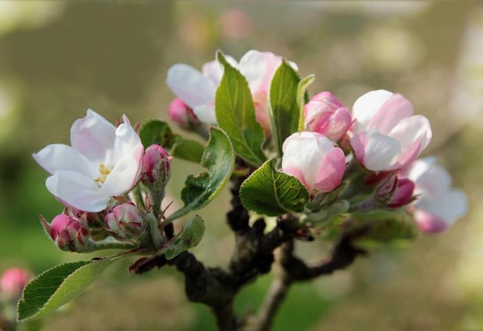 Apfelblüte