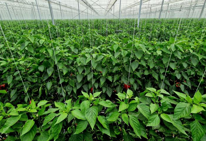 Paprika im Gewächshaus