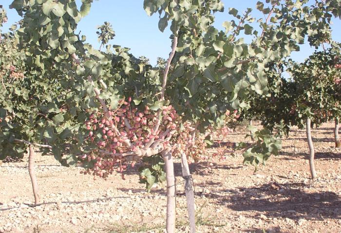 Pistazienplantage