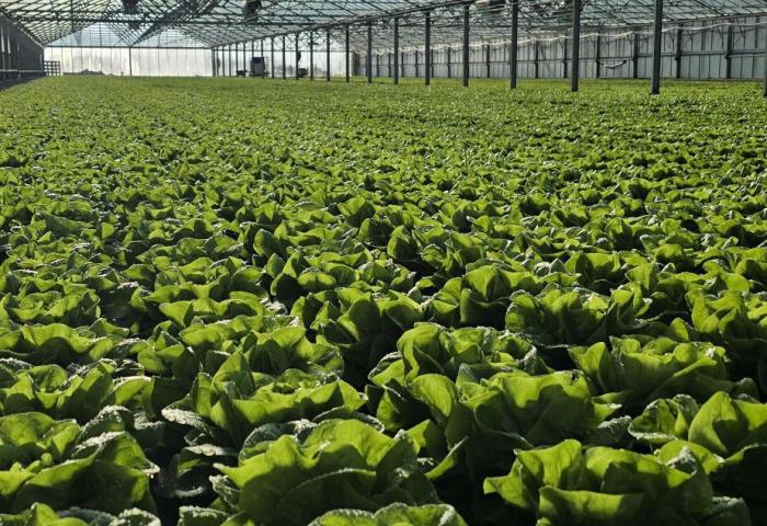 Salat im Gewächshaus