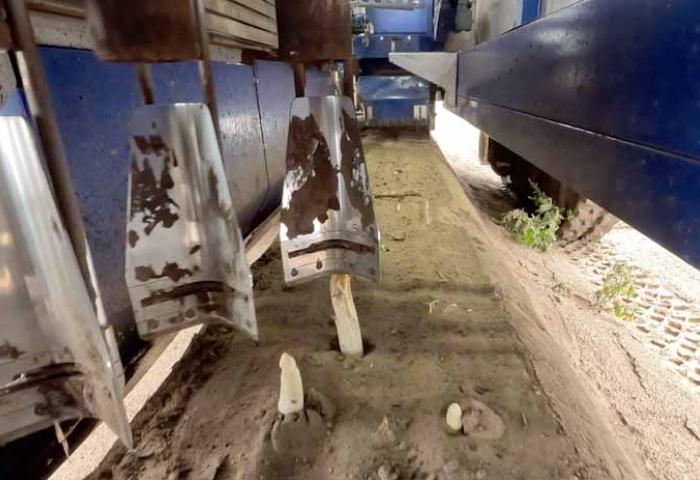 Spargelroboter im Einsatz