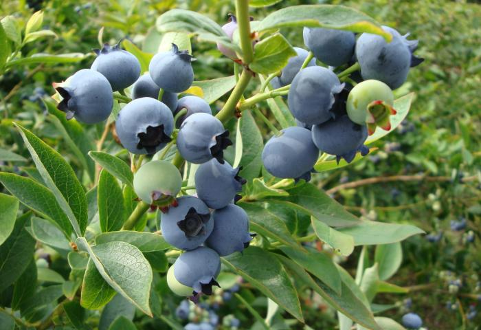 Heidelbeeren