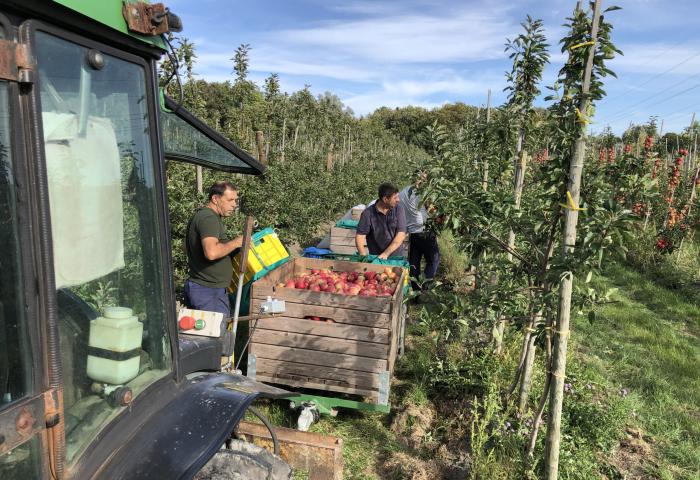 Apfelproduktion in Niedersachsen