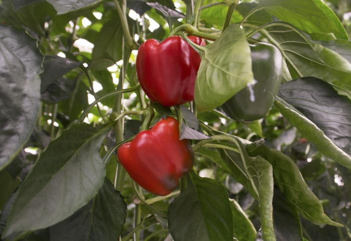 Reife rote Paprika am Strauch. 