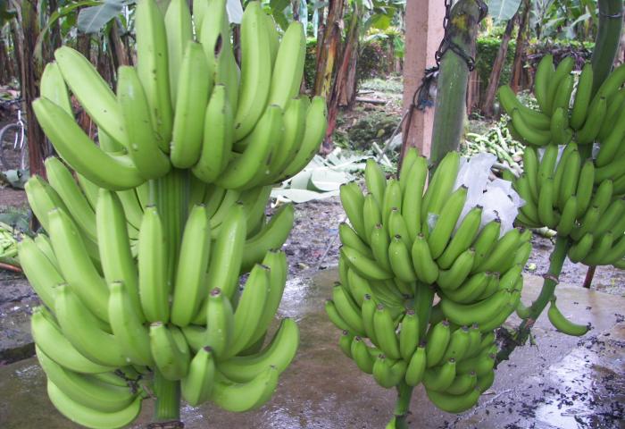 Bananen an der Staude