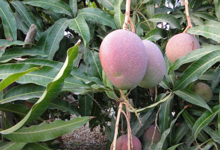 Mango am Baum