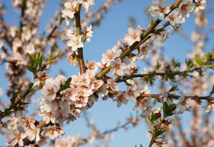 Mandelblüte in Deutschland