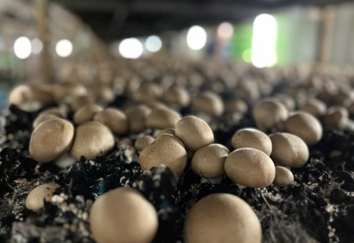 Anbau brauner Champignons in Substrat.