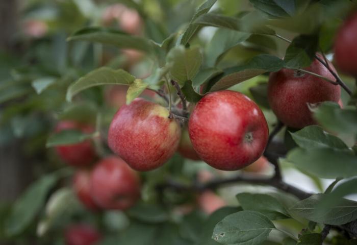 Äpfel am Baum