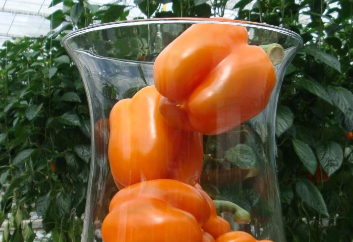 orange Paprika im Glas