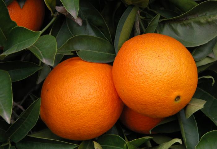 Orangen am Baum