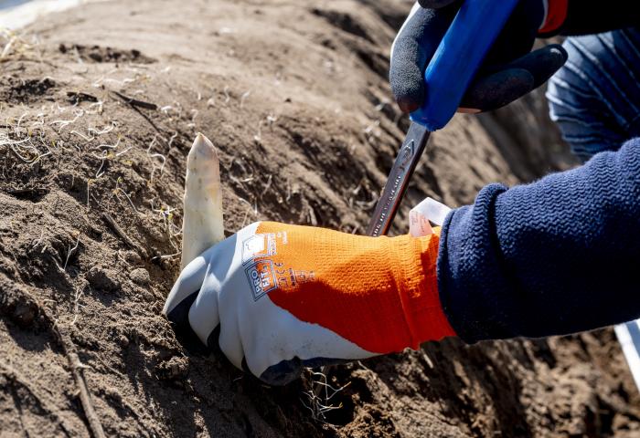 Spargel wird gestochen Pfalzmark eG