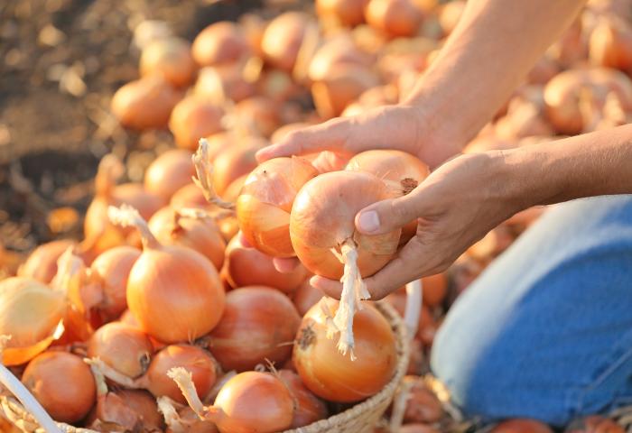 Person sortiert Zwiebeln