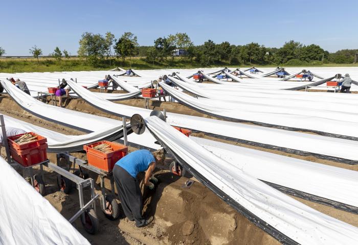 Aus einem Spargelfeld ernten Arbeiter unter einer weißen Folie Spargel.