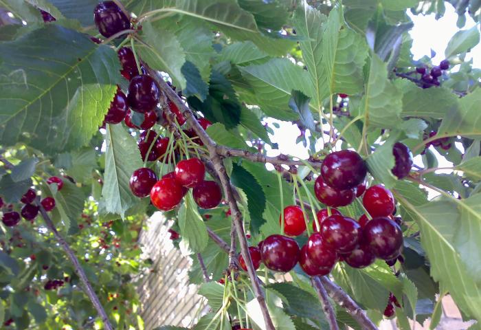 Kirschen am Baum