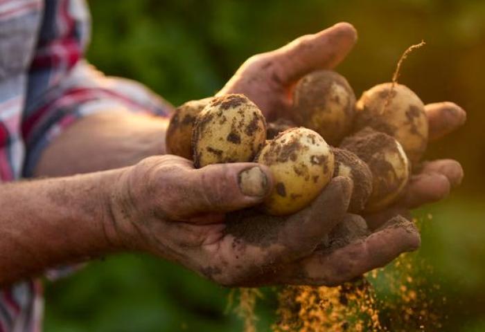 Person hält Kartoffeln in der Hand, Erde rieselt runter