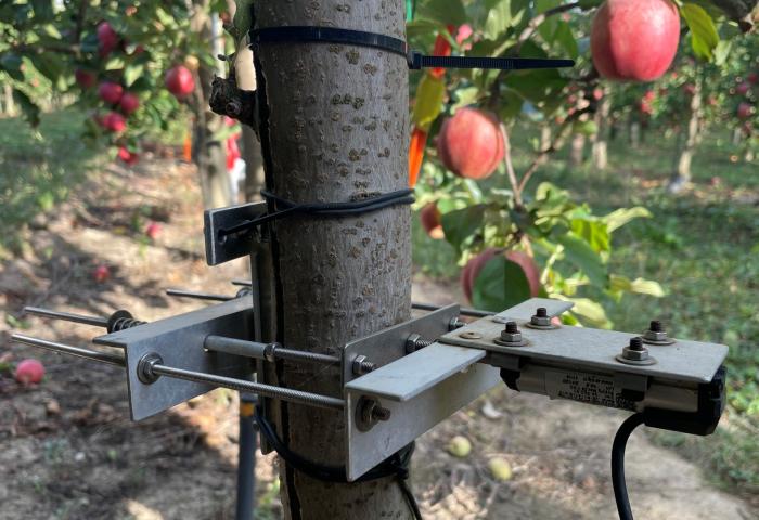 Bewässerungsmesser am Apfelbaum