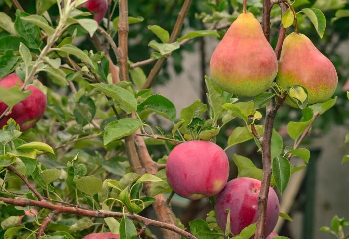 Äpfel und Birnen am Baum