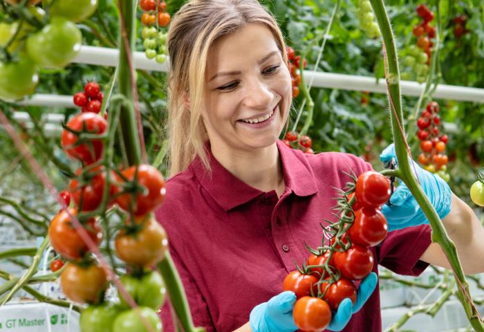 Frau mit Tomaten im Gewächshaus