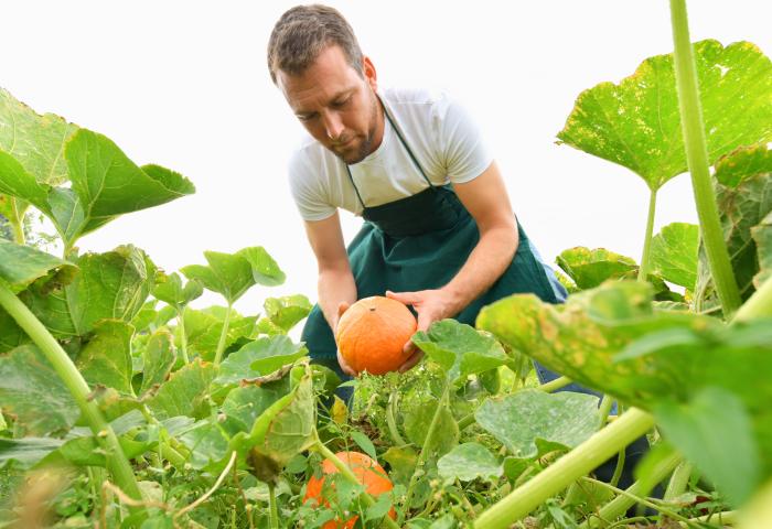 Mann erntet Kürbis