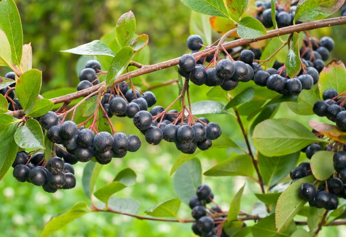 Aroniabeeren