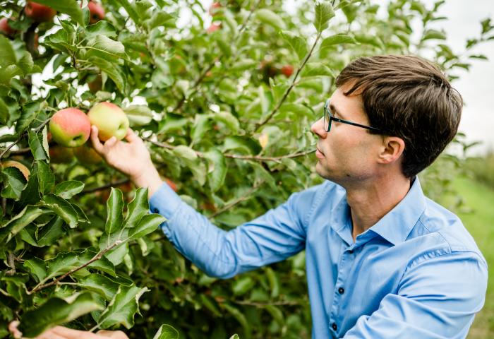 Mann fasst Äpfel am Baum an