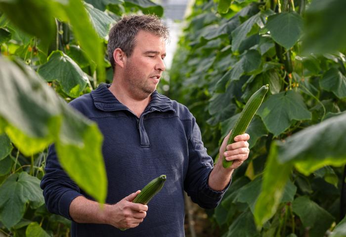 Mann mit Gurken in der Hand im Gewächshaus